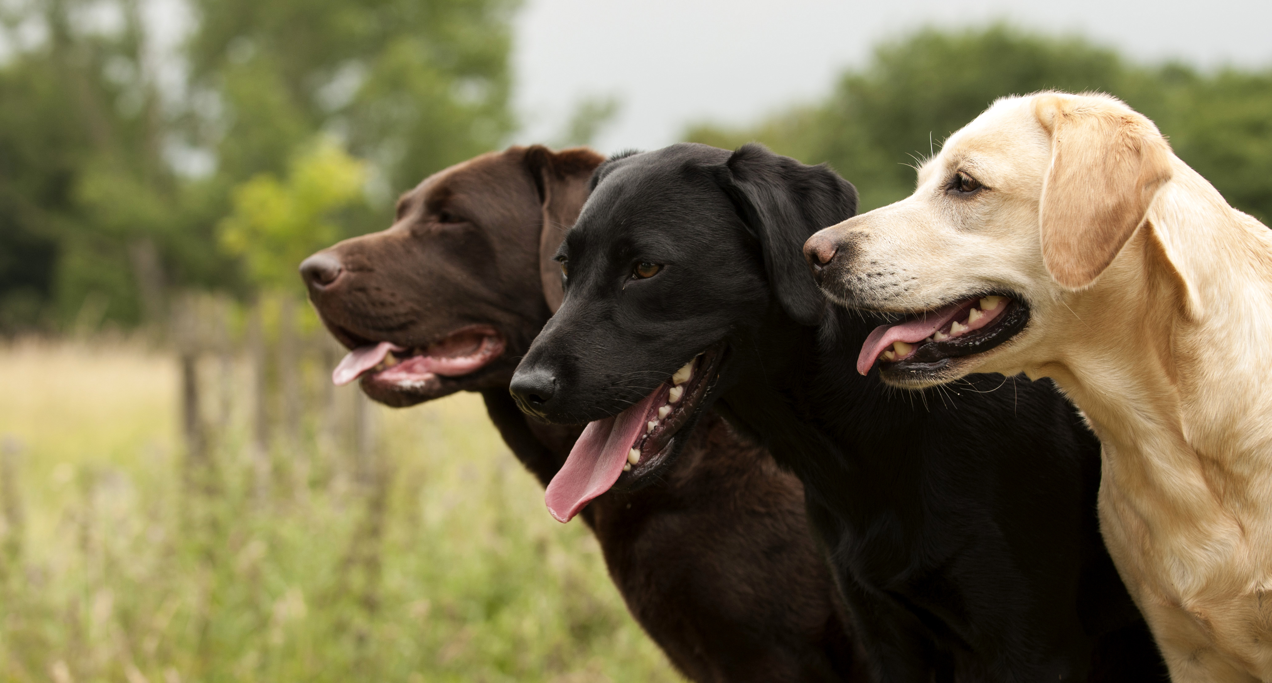 Medical detection dog awarded 'Animal OBE'