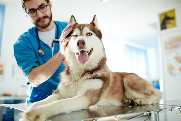 Pet insurance payouts rise as premiums fall